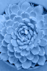 Trendy background with blue succulent plant toned in color of the year 2020. Close up image of succulent. Top view.