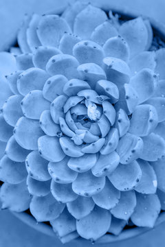 Trendy background with blue succulent plant toned in color of the year 2020. Close up image of succulent. Top view. © Inna
