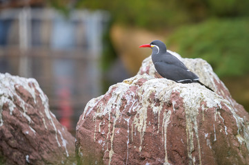 An Inca Tern perched on a rock enjoying a quiet afternoon in the shade