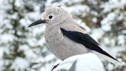 Clark's Nutcracker in winter at Lake Louise, Alberta, Canada