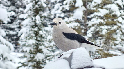 Clark's Nutcracker in winter at Lake Louise, Alberta, Canada