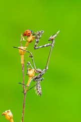 Close up of pair of Beautiful European mantis ( Mantis religiosa )