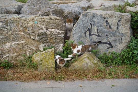 street Cat siblings playing 