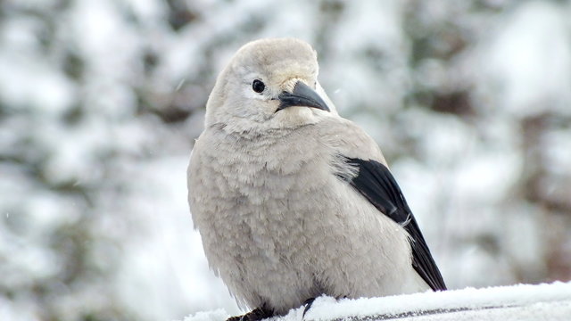 Clark's Nutcracker in winter at Lake Louise, Alberta, Canada
