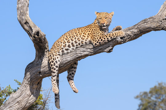 Female Leopard (Panthera pardus) resting in a tree, Bushman Plains, Okavango Delta, Botswana