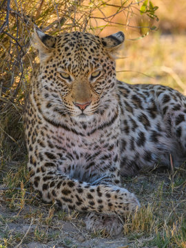 Female Leopard (Panthera pardus), resting in the shade of a tree, Bushman Plains, Okavango Delta, Botswana