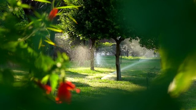 Irrigation sysytem working in sunny summer park. Watering green plants, trees, shrubs and grass. Slow motion full hd video footage.