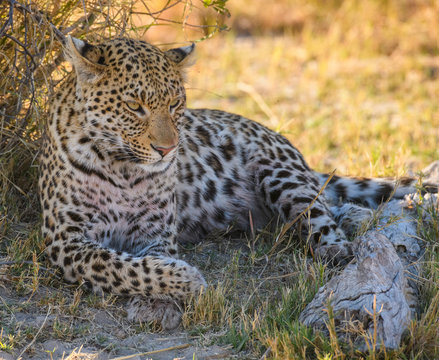 Female Leopard (Panthera pardus), resting in the shade of a tree, Bushman Plains, Okavango Delta, Botswana
