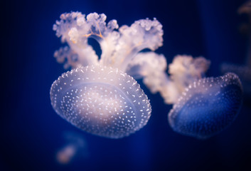 Phyllorhiza punctata - White Spotted Jellyfish, also known as the Australian spotted jellyfish. Seen at the Oceanografic aquarium in Valencia, Spain, © dp studio