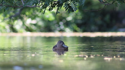 duck in the water