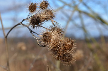 thistle in winter