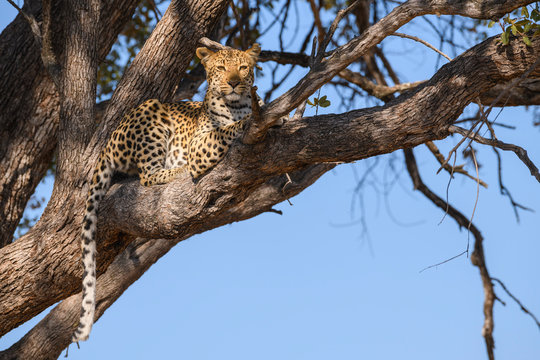 Female Leopard (Panthera pardus) in a tree, Khwai Private Reserve, Okavango Delta, Botswana