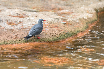An Inca Tern perched by the water enjoying a quiet afternoon in the shade