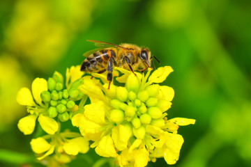 Beautiful  Bee macro in green nature - Stock Image