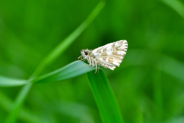 Macro Photography of Yellow Moth on Twig of Plant.