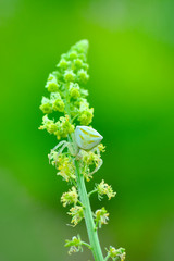 Macro of yellow crab spider (Misumena vatia) on petal daisy flower
