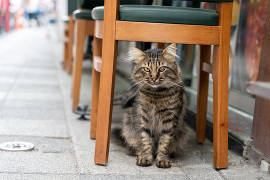 Street cat Istanbul