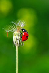 Beautiful Ladybug on dandelion defocused background