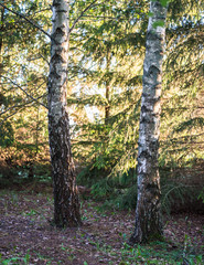 two separate birch tree trunks next to small fir trees, one birch in sharpness, daytime, sunlit in a corner of the forest;