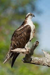 Majestic Osprey perched on tree branch