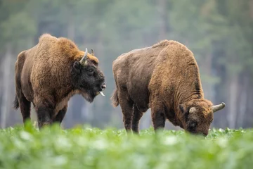 Deurstickers European bison - Bison bonasus in the Knyszyn Forest (Poland) © szczepank