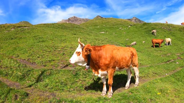 Brown cow grazing on a green pasture near Bachalpsee lake in Switzerland. Alpine landscape in the summer season. Cow Alps. Blue sky, green meadow in the mountains. Other cows in the background.