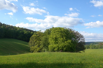 Wiese bei Erbuch im Odenwald