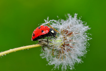 Beautiful Ladybug on dandelion defocused background