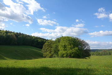 Waldrand bei Erbuch im Odenwald