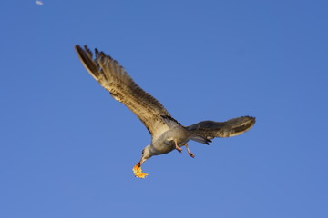 Flying Seagull with bread