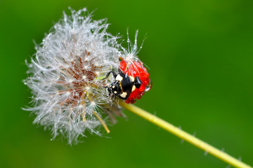 Fototapeta premium Beautiful Ladybug on dandelion defocused background
