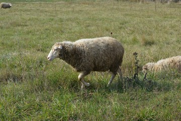 sheep in a green field