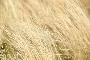abstract image of reeds