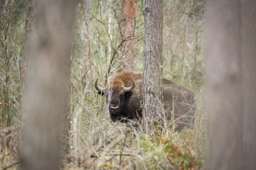 European bison - Bison bonasus in the Knyszyn Forest (Poland)