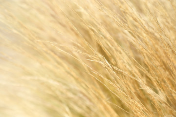 abstract image of reeds