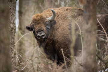 European bison - Bison bonasus in the Knyszyn Forest (Poland) © szczepank