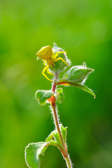 Macro of yellow crab spider (Misumena vatia) on petal daisy flower