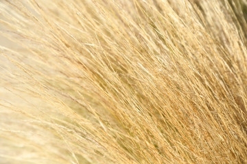abstract image of reeds