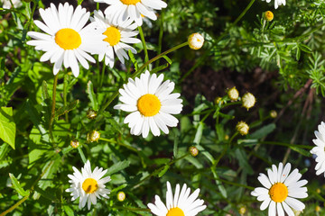 Chamomile flowers, natural summer background photo