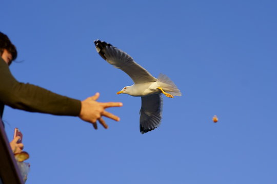Feeding the seagull on the ferry