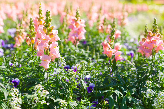 Summer garden background photo. Antirrhinum flowers