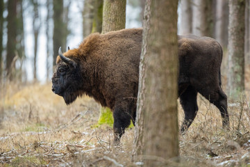 European bison - Bison bonasus in the Knyszyn Forest (Poland) © szczepank