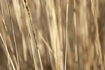 Fototapeta premium close-up image of reeds fluttering in the wind