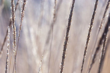 close-up image of reeds fluttering in the wind