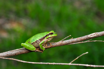 Beautiful Europaean Tree frog Hyla arborea - Stock Image