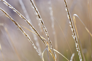 close-up image of reeds fluttering in the wind