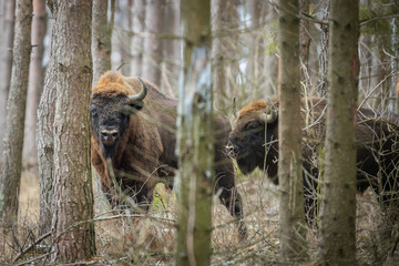 European bison - Bison bonasus in the Knyszyn Forest (Poland) © szczepank