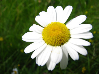 Obraz premium Garden Flowers White, blue, Pink, Orange