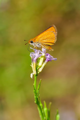 Macro Photography of Yellow Moth on Twig of Plant.