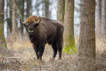 Rolgordijnen Europese bizon - Bison bonasus in het Knyszyn-woud (Polen) © szczepank